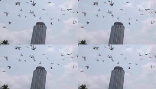 实拍城市中鸽子飞翔4高清在线视频素材下载