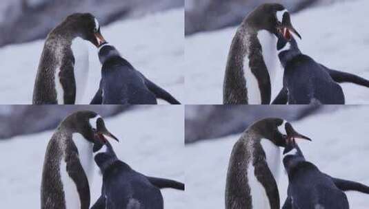 南极企鹅高清在线视频素材下载