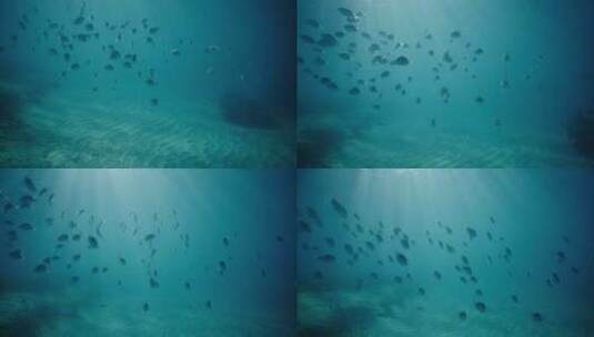 条纹黑黄色的鱼在水下的阳光下游泳高清在线视频素材下载