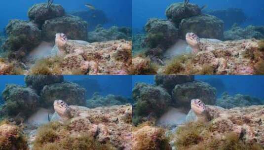 海龟，海洋，海洋生物，水下高清在线视频素材下载