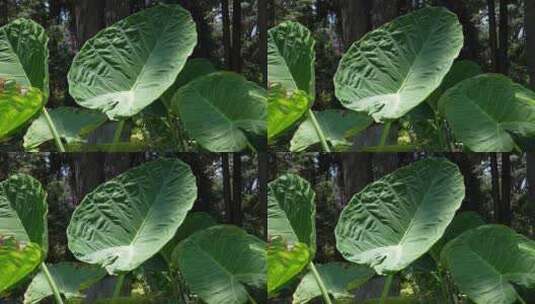 植物海芋高清在线视频素材下载