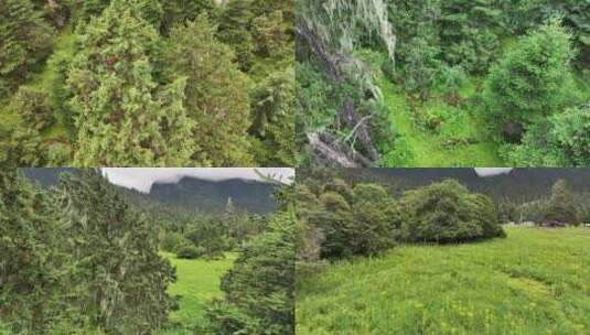 林芝市南伊沟热带雨林植被高清在线视频素材下载