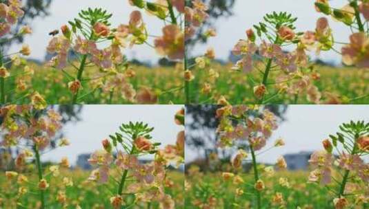 油菜花春天油菜花海油菜花田菜花花海高清在线视频素材下载