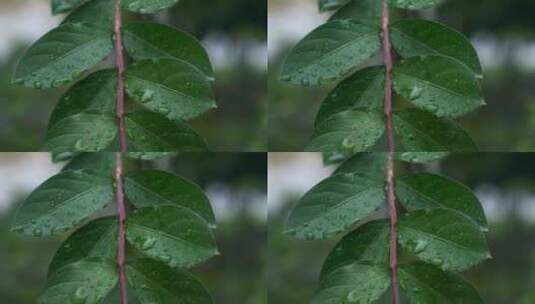 下雨天绿叶特写镜头高清在线视频素材下载