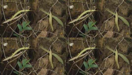 树林中的老木头桩实拍高清在线视频素材下载