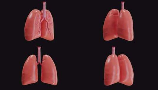 呼吸系统肺部器官的3D动画|阿尔法频道高清在线视频素材下载