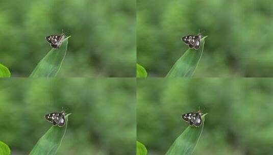 花蝴蝶实拍高清在线视频素材下载