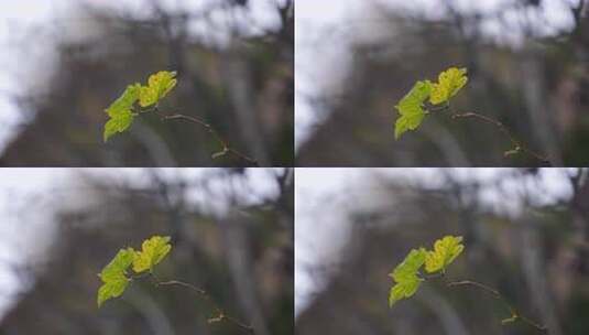 山中植被高清在线视频素材下载