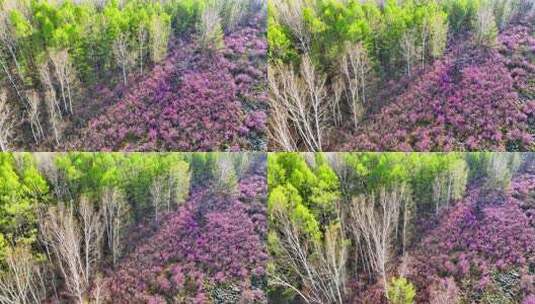 绽放在内蒙古火山岩上的杜鹃花高清在线视频素材下载