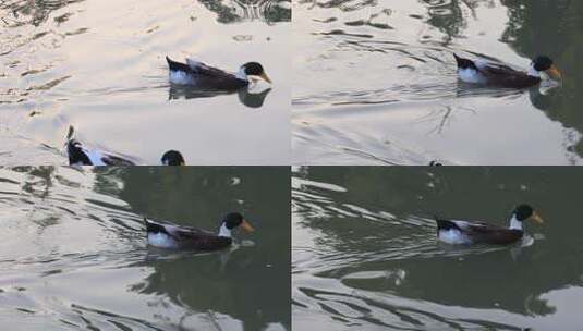 鸭子戏水游泳阳光湖水高清在线视频素材下载