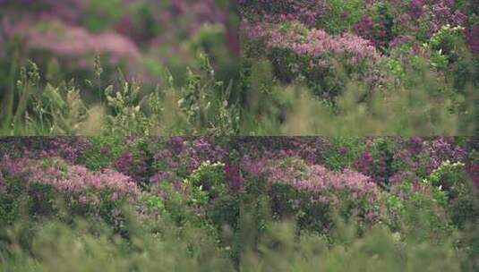 灌木丛 花朵 花园高清在线视频素材下载