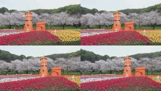 春天樱花郁金香花海风车春回大地空镜素材高清在线视频素材下载