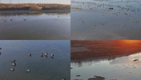 白鹭 野鸭 湖泊 湿地 保护环境 栖息地集锦高清在线视频素材下载