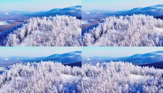 大兴安岭林海雪原冬季雾凇250113 (16)高清在线视频素材下载