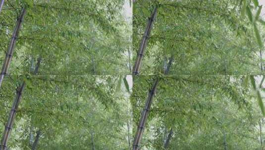 下雨天茂密的竹林枝叶繁茂生机勃勃的景象高清在线视频素材下载