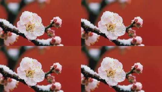 覆雪带露梅花特写高清在线视频素材下载
