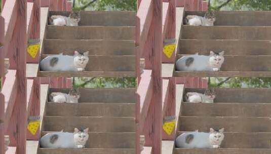 猫咪流浪猫小猫可爱喵喵高清在线视频素材下载