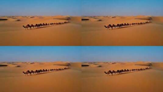 沙漠中行进的骆驼队伍高清在线视频素材下载