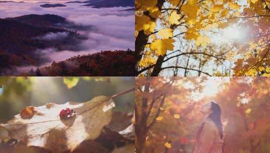 唯美秋天深林山林枫叶落叶秋游AI素材高清在线视频素材下载