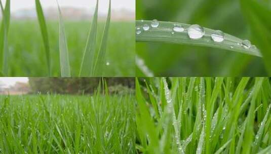 雨后麦苗 露珠 农业 三农 田园高清在线视频素材下载