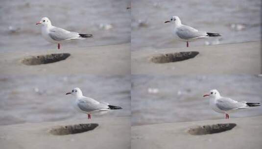 红嘴海鸥站在地面上的特写画面高清在线视频素材下载