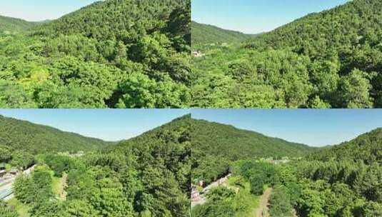 大气森林航拍高清在线视频素材下载