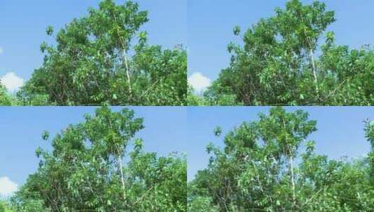 蓝天绿树实拍高清在线视频素材下载