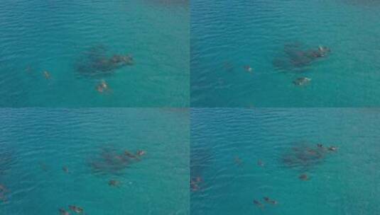 航拍大海里游泳的海豚群高清在线视频素材下载