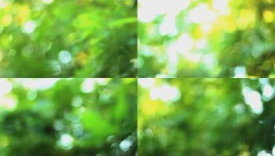 散景拍摄绿色的森林高清在线视频素材下载