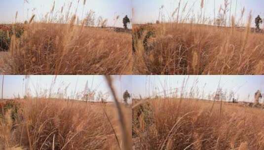 升格拍摄秋天公园的干枯的草高清在线视频素材下载