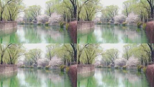 北京初春河岸两边发芽的柳树和盛开的桃花高清在线视频素材下载