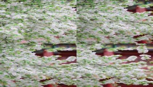竖屏实拍春天北京故宫博物院内绽放的海棠花高清在线视频素材下载