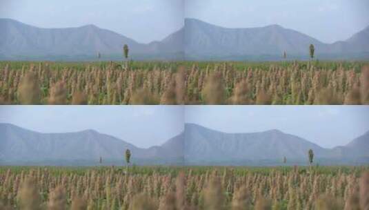北方农村现代农业种植高粱杂粮25帧原素材高清在线视频素材下载