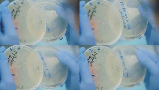 观察培养皿中细菌的科学家高清在线视频素材下载
