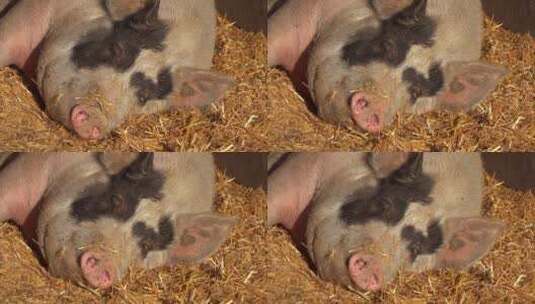 小猪在养猪场在吮吸母亲的乳房高清在线视频素材下载
