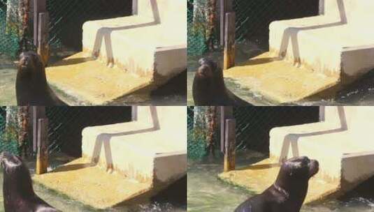 动物园中的海狮高清在线视频素材下载