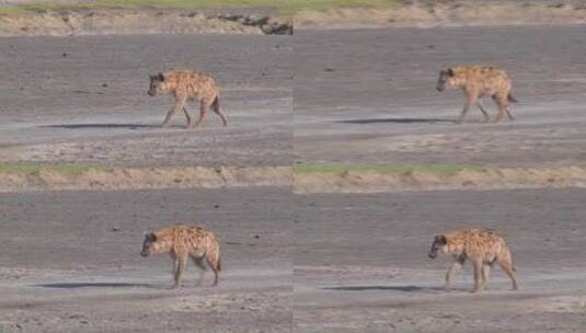鬣狗走在非洲大草原高清在线视频素材下载