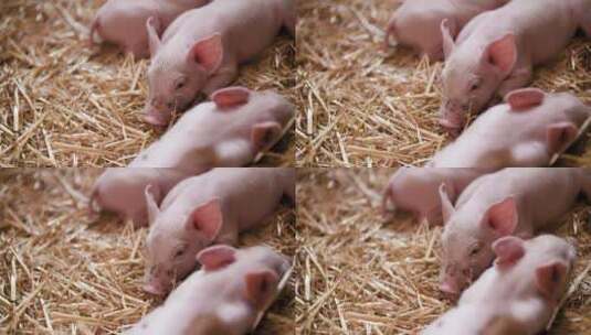猪崽子们在睡觉高清在线视频素材下载