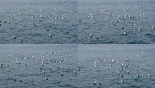 滨海旅游景区景点海面上的海鸥实拍高清在线视频素材下载