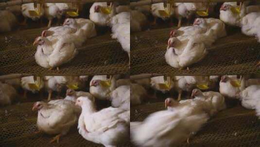 肉鸡饲养场高清在线视频素材下载