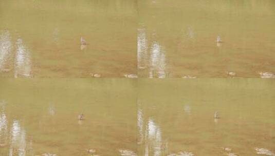 水上活动的鸟高清在线视频素材下载