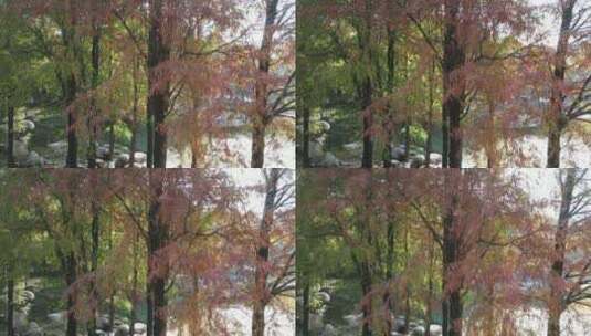 冬天的落羽杉高清在线视频素材下载