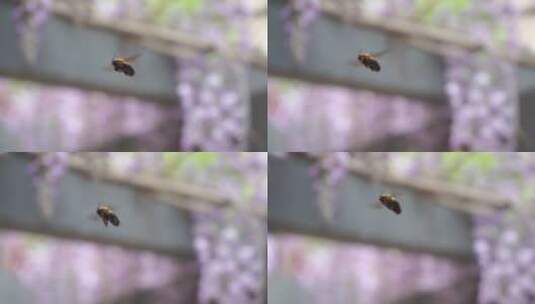 大黑蜂紫藤花中采蜜慢镜头高清在线视频素材下载