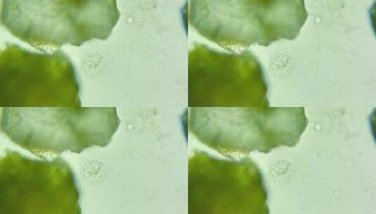 科研素材 细胞微生物原生生物高清在线视频素材下载