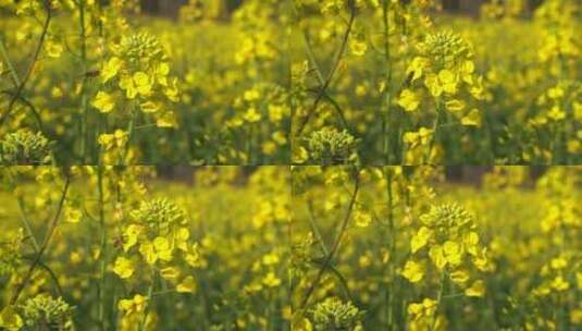 油菜花 蜜蜂采蜜 唯美油菜花高清在线视频素材下载