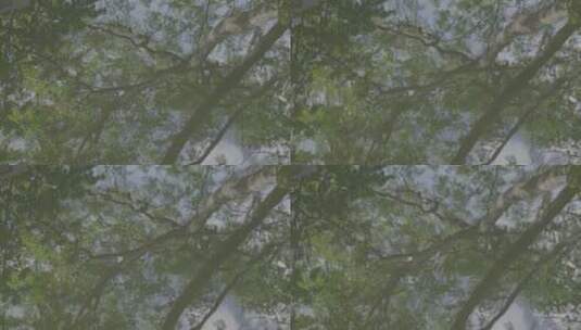 水中的树影高清在线视频素材下载