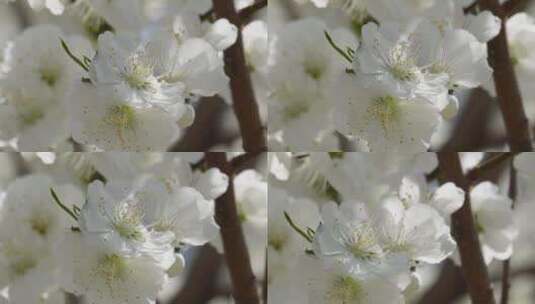 【镜头合集】白色花朵花瓣桃花梅花高清在线视频素材下载