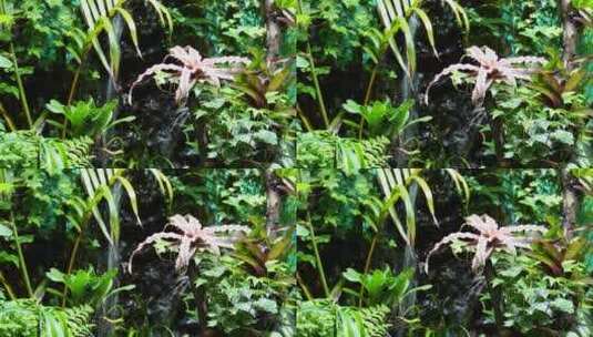 藤蔓爬山虎热带植物叶片叶子叶脉高清在线视频素材下载
