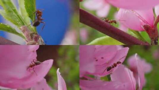 【镜头合集】微距桃花上的红蚂蚁昆虫高清在线视频素材下载