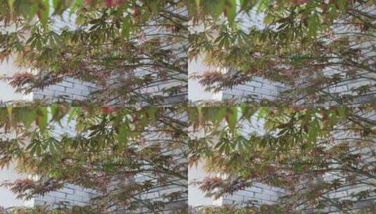 春天花草树木实拍高清在线视频素材下载